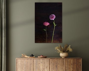 pink dahlias flowers on the wooden table by Nfocus Holland