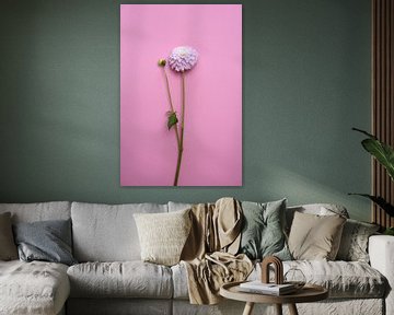fleur de dahlia sur fond rose pastel sur Nfocus Holland