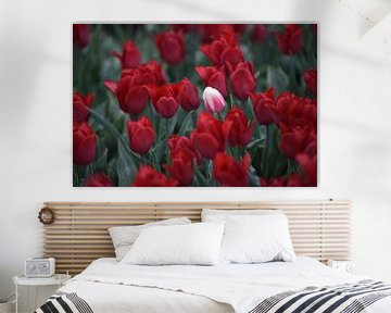 weiße Rebellen-Tulpe zwischen roten Blumen, die in der Mitte der Felder erscheint. von Nfocus Holland