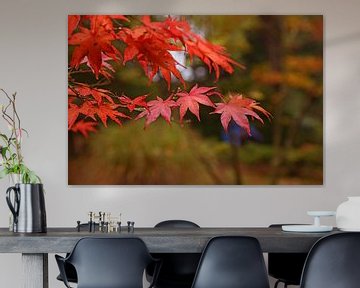 Red leaves closeup in trees, autumn, forest by Nfocus Holland