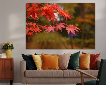 Rote Blätter in Bäumen, Herbst, Wald, Nahaufnahme von Nfocus Holland