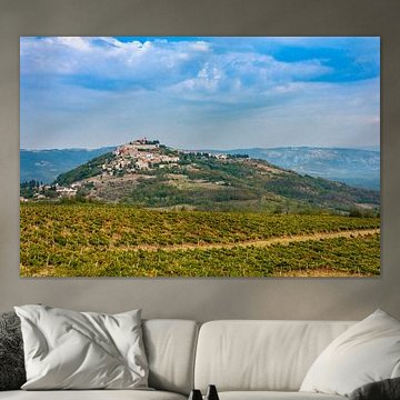 Motovun between vineyards