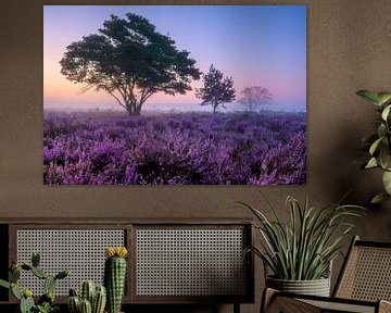 Trees on the purple heather by Ellen van den Doel