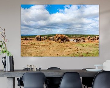 Troupeau d'éléphants dans le parc national d'Addo Elephant