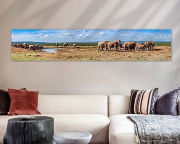 Panorama der Elefantenherde im Addo Elephant Nationalpark