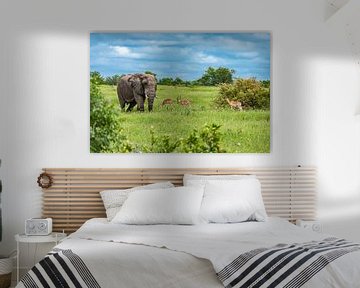 Elefant mit Antilopen im Krüger Nationalpark, Südafrika