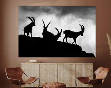 Silhouettes of ibex in black and white by Arjen Heeres