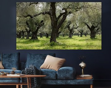 Olive orchard in Greece by Daan Kloeg