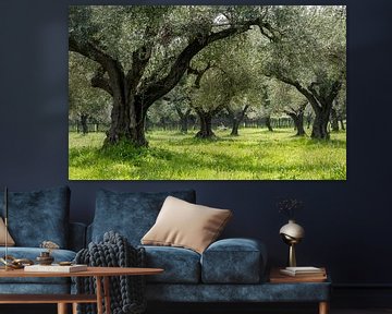 Olivenhain in Griechenland von Daan Kloeg