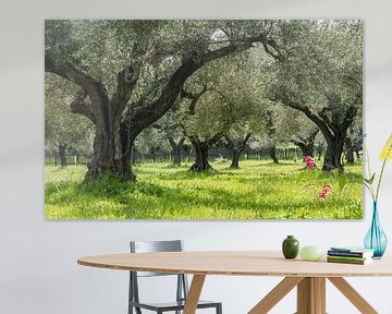 Olive orchard in Greece by Daan Kloeg