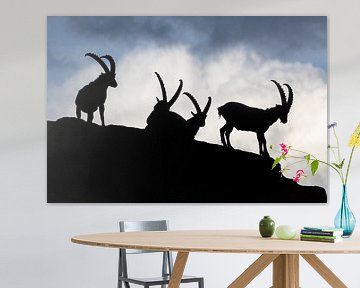 Silhouettes of ibex by Arjen Heeres