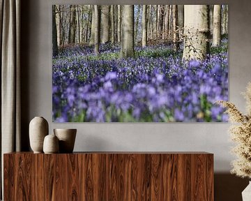 Wood anemone in forest by Ruud Wijnands