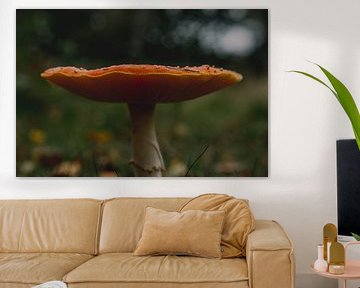 Champignon sous la pluie - couleur sur Jessica Bakhuijs
