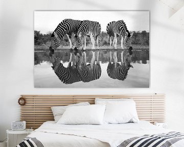 Zebras at a drinking pool