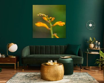 Gros plan de la fleur de couleur orange. Teintes de vert en arrière-plan