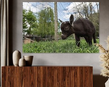 Pasgeboren geitje bij de kinderboerderij Minnebeek (Roosendaal)