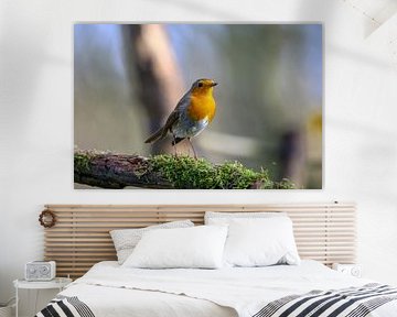 Robin