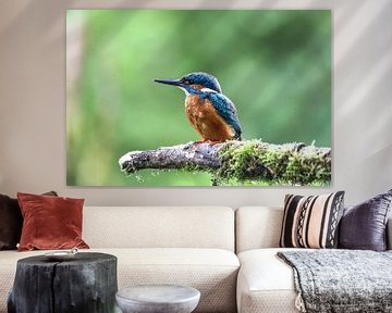 Kingfisher by Marcel Hillebrand