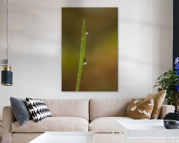 Water drops on blade of grass by Moetwil en van Dijk - Fotografie