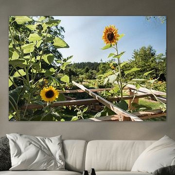 Sonnenblume auf dem Feld