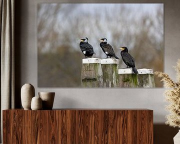 cormorans sur Aalt van Tongeren