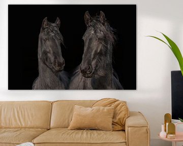 Fries paard, kleur en zwart/wit. Friesian.