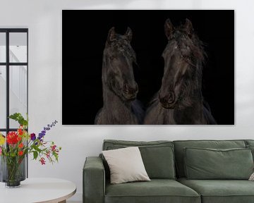 Friesian horse, color and black and white. Friesian. by Gert Hilbink