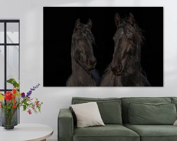 Fries paard, kleur en zwart/wit. Friesian.