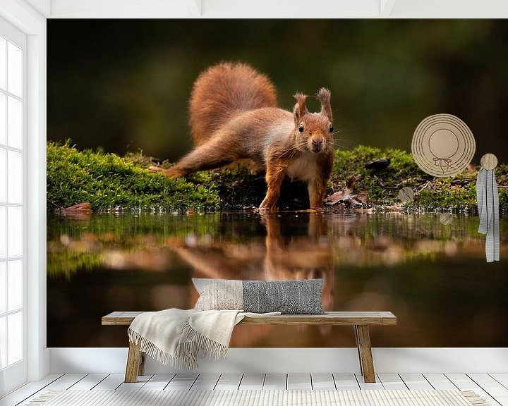 Beispiel fototapete: Eichhörnchen mit Spiegelung im Herbst von Isabel van Veen