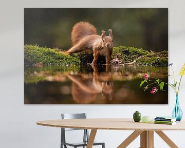 Eichhörnchen mit Spiegelung im Herbst von Isabel van Veen