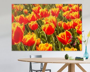 tulips by Carlien schelhaas