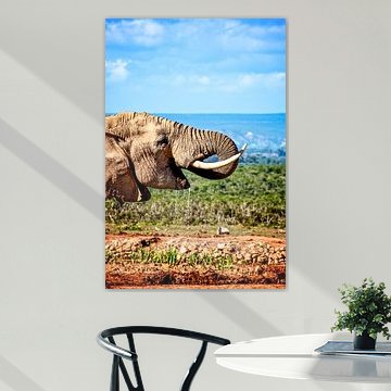 African elephant, South Africa