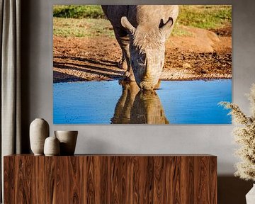 Afrikanisches Spitzmaulnashorn, Südafrika