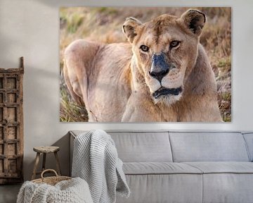 Löwin im Krüger Nationalpark, Südafrika