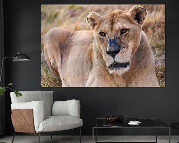 Lionne dans le parc national Kruger, Afrique du Sud