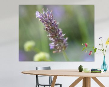 Lavendel in Blütezeit von Martijn Wit