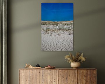 seagull in a dune by Alexander Wolff