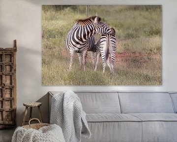Zebra Kruger Nationaal Park van Dennis Eckert