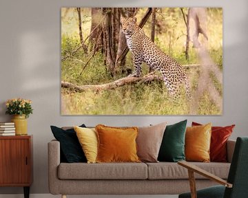 African Leopard by Dennis Eckert