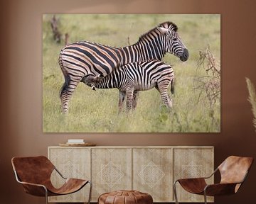 Afrikaanse Zebra's van Dennis Eckert