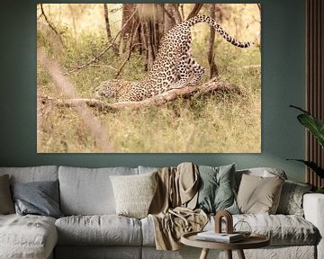 Afrikaans luipaard
