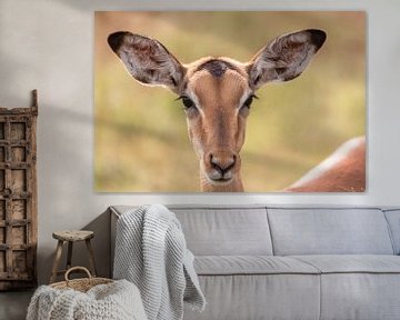 Impala Antelope by Dennis Eckert