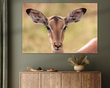 Impala Antilope von Dennis Eckert