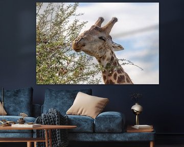 Girafe d'Afrique sur Dennis Eckert