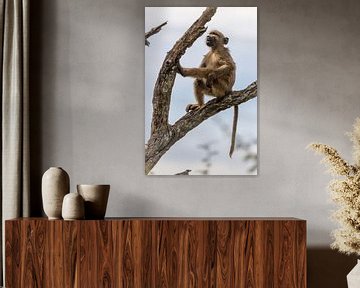 wild monkey by Dennis Eckert