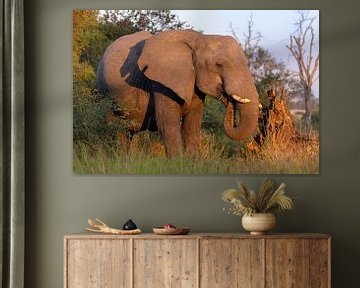 Afrikaanse Olifant van Dennis Eckert