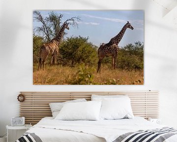 African Giraffes by Dennis Eckert