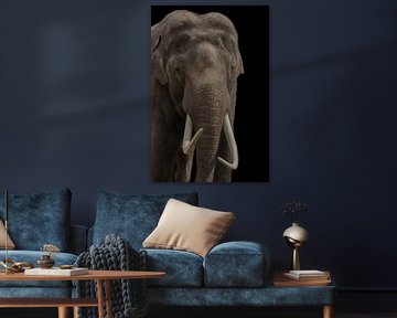 Eléphant d'Afrique, avec défenses sur Gert Hilbink
