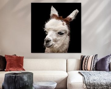 Alpaca, portret. Berglama. van Gert Hilbink
