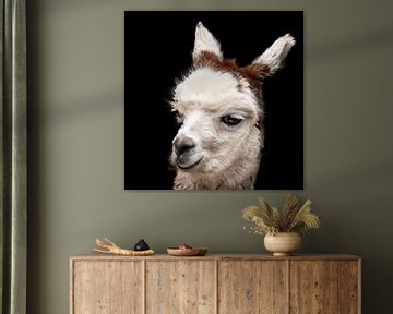 Alpaca, portret. Berglama. van Gert Hilbink